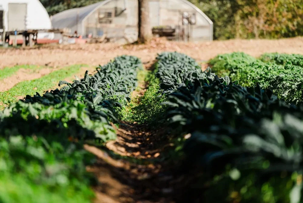 Leafy greens growing in neat rows, with greenhouses in the background. Sunny day highlights sustainable farming. Related to Pratt Home Builders in Cha